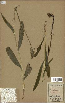 spécimen de Orchis maculata