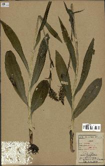 spécimen de Orchis maculata