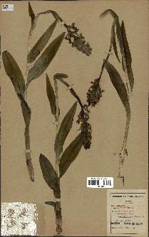 spécimen de Orchis latifolia