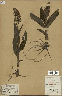 spécimen de Orchis latifolia