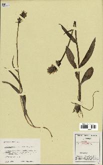 spécimen de Orchis maculata