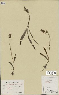 spécimen de Orchis maculata