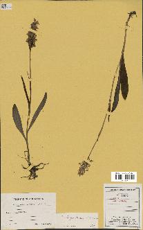 spécimen de Orchis maculata