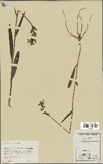 spécimen de Orchis maculata