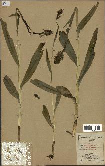 spécimen de Orchis maculata