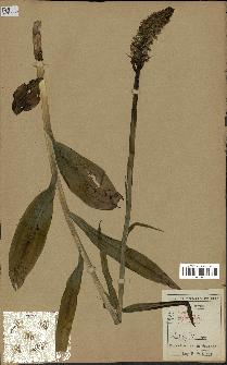 spécimen de Orchis maculata