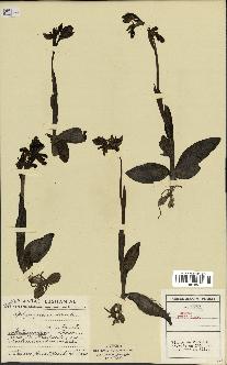 spécimen de Ophrys fusca