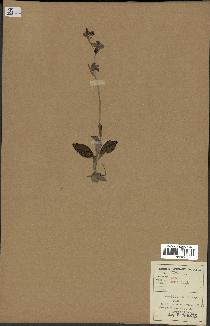 spécimen de Ophrys fusca