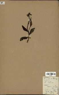 spécimen de Ophrys lutea