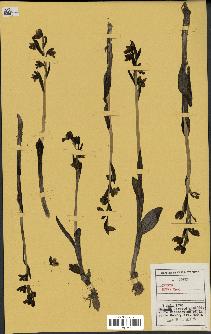 spécimen de Ophrys lutea