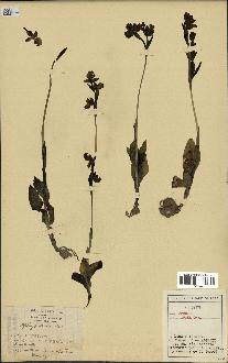 spécimen de Ophrys lutea