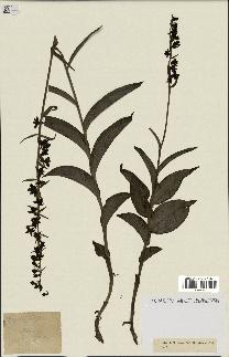 spécimen de Epipactis helleborine