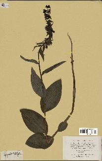 spécimen de Epipactis helleborine