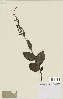 spécimen de Epipactis helleborine