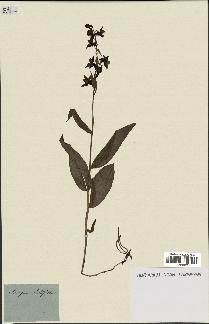 spécimen de Epipactis helleborine
