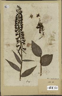spécimen de Epipactis helleborine