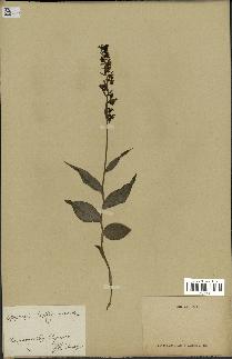 spécimen de Epipactis helleborine