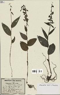 spécimen de Epipactis helleborine