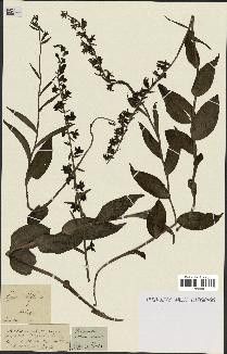 spécimen de Epipactis helleborine