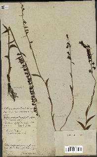 spécimen de Epipactis microphylla