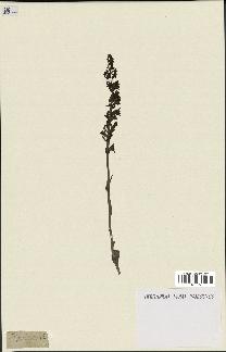 spécimen de Epipactis microphylla