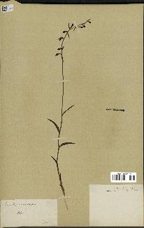 spécimen de Epipactis microphylla