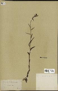 spécimen de Epipactis microphylla