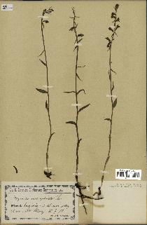 spécimen de Epipactis microphylla