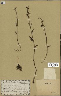 spécimen de Epipactis microphylla