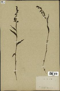 spécimen de Epipactis microphylla