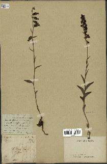 spécimen de Epipactis microphylla