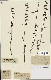 spécimen de Epipactis microphylla