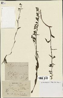 spécimen de Epipactis microphylla