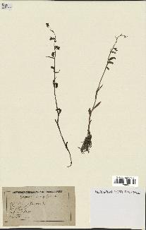spécimen de Epipactis microphylla