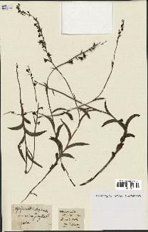 spécimen de Epipactis microphylla