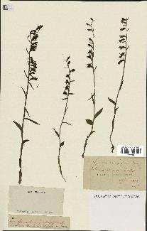 spécimen de Epipactis microphylla