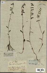 spécimen de Epipactis microphylla