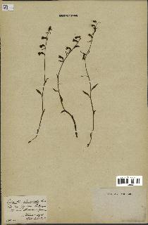 spécimen de Epipactis microphylla