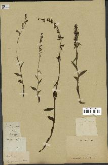 spécimen de Epipactis microphylla