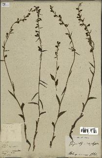 spécimen de Epipactis microphylla