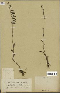 spécimen de Epipactis microphylla