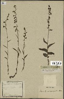 spécimen de Epipactis microphylla