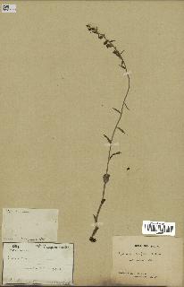spécimen de Epipactis microphylla