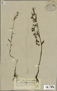 spécimen de Epipactis microphylla