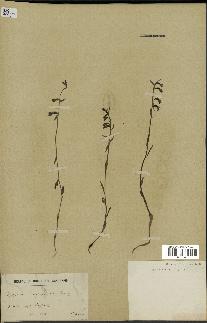 spécimen de Epipactis microphylla