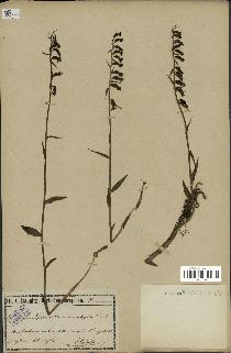 spécimen de Epipactis microphylla