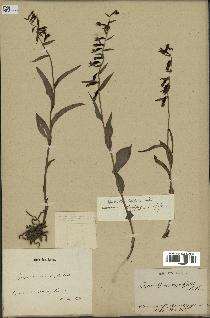 spécimen de Epipactis microphylla