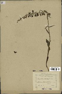 spécimen de Epipactis microphylla