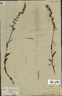 spécimen de Epipactis microphylla