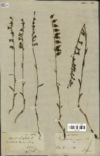 spécimen de Epipactis microphylla